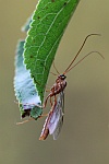 Gelbgefleckte Sichelwespe (Ophion obscuratus)