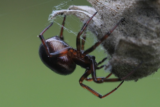 Gewhnliche Fettspinne (Steatoda bipunctata)
