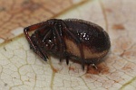 Gewhnliche Fettspinne (Steatoda bipunctata)