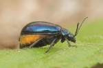 Blauer Erlenblattkfer (Agelastica alni)