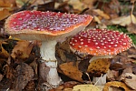 Fliegenpilz (Amanita muscaria)