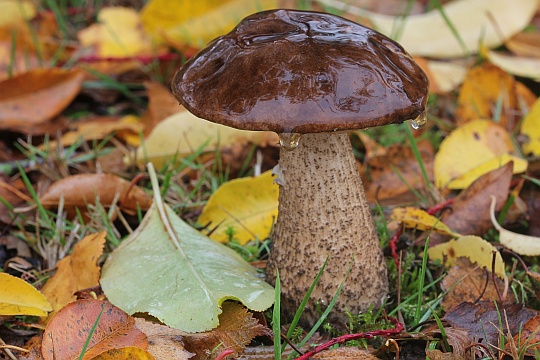 Birkenrhrling (Leccinum scabrum)