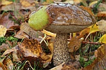 Birkenröhrling (Leccinum scabrum) Birkenröhrling (Leccinum scabrum)