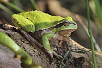 Laubfrosch (Hyla arborea)