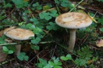 Kahler Krempling (Paxillus involutus)