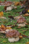 Steinpilz (Boletus edulis)