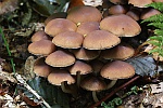 Wssriger Mrbling (Psathyrella piluliformis)
