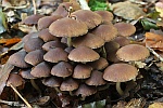 Wssriger Mrbling (Psathyrella piluliformis)