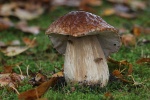 Steinpilz (Boletus edulis)