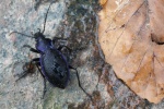 Blauvioletter Waldlaufkfer (Carabus problematicus)