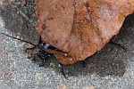 Blauvioletter Waldlaufkfer (Carabus problematicus)