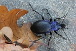 Blauvioletter Waldlaufkfer