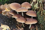 Wssriger Mrbling (Psathyrella piluliformis)