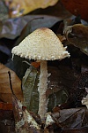 Gelbflockiger Wollstiel-Schirmling (Lepiota magnispora)
