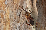 Amerikanische Kiefernwanze (Leptoglossus occidentalis)