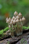 Buntstieliger Helmling (Mycena inclinata)