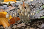 Buntstieliger Helmling (Mycena inclinata)