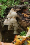 Buntstieliger Helmling (Mycena inclinata)