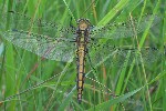 Groer Blaupfeil (Orthetrum cancellatum)