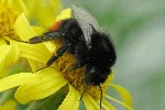 Steinhummel (Bombus lapidarius)