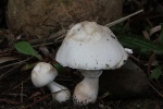 Rosablttrige Schirmpilz (Leucoagaricus leucothites)