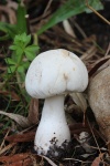 Rosablttrige Schirmpilz (Leucoagaricus leucothites)