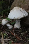 Rosablttrige Schirmpilz (Leucoagaricus leucothites)