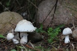 Rosablttrige Schirmpilz (Leucoagaricus leucothites)