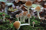 Flockiger-Mistfaserling (Psathyrella hirta)