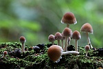 Flockiger-Mistfaserling (Psathyrella hirta)