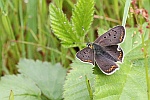 Brauner Feuerfalter (Lycaena tityrus)