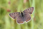 Brauner Feuerfalter (Lycaena tityrus)