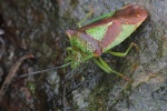 Wipfel-Stachelwanze (Acanthosoma haemorrhoidale)