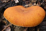 Geflecktbl�ttriger Fl�mmling (Gymnopilus penetrans) - ungenie�bar