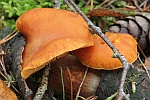Geflecktbl�ttriger Fl�mmling (Gymnopilus penetrans) - ungenie�bar