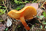Geflecktbl�ttriger Fl�mmling (Gymnopilus penetrans) - ungenie�bar