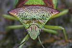 Wipfel-Stachelwanze (Acanthosoma haemorrhoidale)