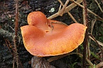 Geflecktbl�ttriger Fl�mmling (Gymnopilus penetrans) - ungenie�bar