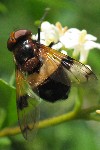 Weibindige Hummelschwebfliege (Volucella pellucens)