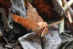 Federfhler-Herbstspanner (Colotois pennaria)