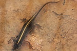 Teichmolch (Triturus vulgaris)