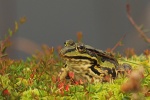 Teichfrosch (Rana esculenta)