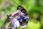 Ackerhummel (Bombus agrorum)