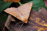 Federfühler-Herbstspanner (Colotois pennaria)