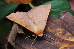 Federfhler-Herbstspanner (Colotois pennaria)