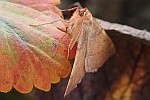 Federfhler-Herbstspanner (Colotois pennaria)