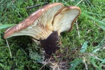 Samtfu-Holzkrempling (Tapinella atrotomentosa)