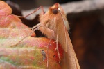 Federfühler-Herbstspanner (Colotois pennaria)