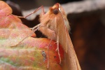 Federfhler-Herbstspanner (Colotois pennaria)