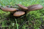 Samtfu-Holzkrempling (Tapinella atrotomentosa)